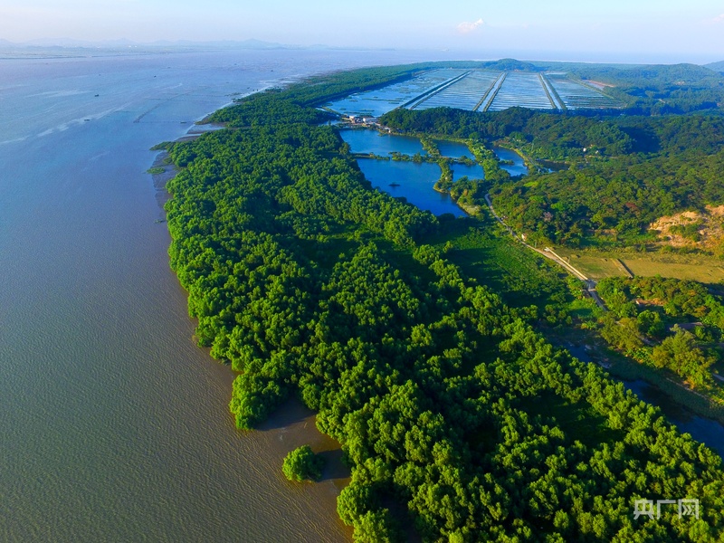 湿地成为广东自然教育新课堂九游会登录j9入口红树林(图1)