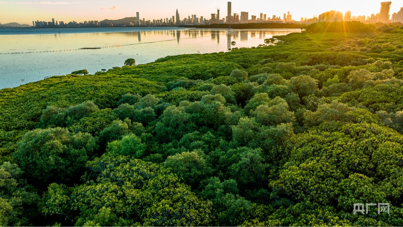 湿地成为广东自然教育新课堂九游会登录j9入口红树林(图2)